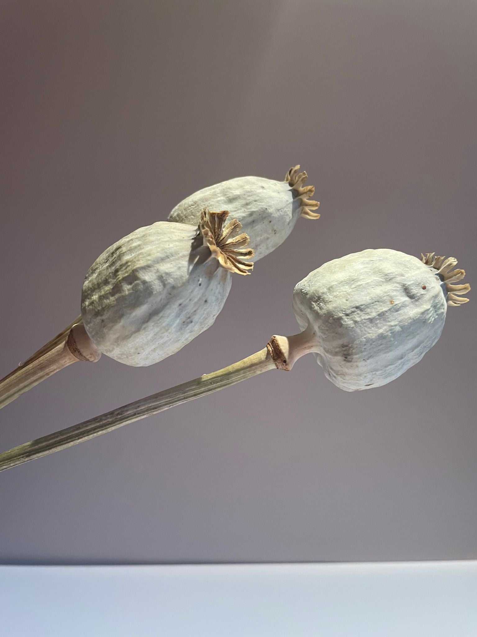 Mohnkapseln – Natur | ca. 30 cm | 3–4 Köpfe